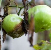 Treating the Soil After Tomato Blight