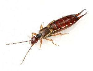 earwig_s.jpg