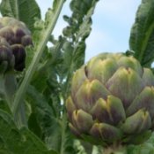 Growing Artichokes