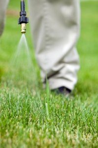 Homemade Weed Killer Recipes