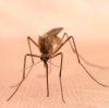 Repelling Mosquitoes