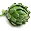Freezing Artichokes, Storing Artichokes, Canning Artichokes
