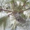 White Christmas Snow Covered Pine Cone
