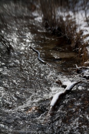 Winter Scenes Chewelah Creek