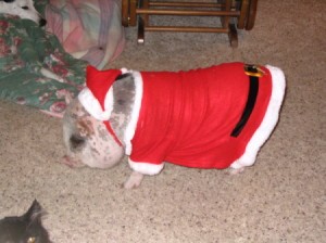 A small dog dressed in a Santa suit.