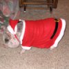 A small dog dressed in a Santa suit.