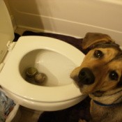 Dog Flushing Tennis Balls
