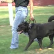 Dog Training - Teaching Your Dog to Heel