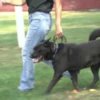Dog Training - Teaching Your Dog to Heel