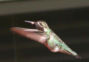 Anna's Hummingbird Closeup Zoom