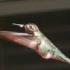 Anna's Hummingbird Closeup Zoom