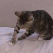 Cat Behavior - Destruction of Furniture