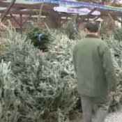 How to Pick a Perfect Christmas Tree