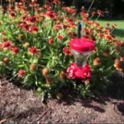Attracting Birds - Types of Hummingbird Feeders