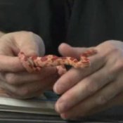 How to Care for a Pet Corn Snake, Woman Handling Small Corn Snake