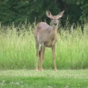 Tips For A Deer Free Garden, Deer in Yard