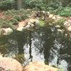 How to Close Down Your Pond For the Season, Koi Pond in Late Fall
