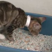 Cat Behavior - Litter Box Problems, Cat in Litter Box