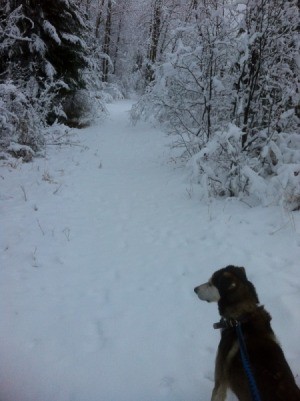 Tan and black dog in the snow.