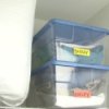 Storing Out of Season Clothes, Clothes in Labeled Plastic Bins