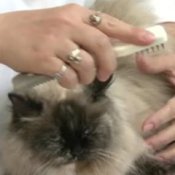Cat Care - Basic Grooming, Woman Grooming Cat