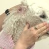Dog Care - Cleaning Ears, Dog Having Ears Cleaned