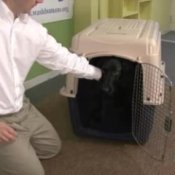Crate Training a Puppy