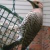 Flicker at suet feeder.