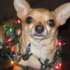 Ivyann dressed for Christmas.