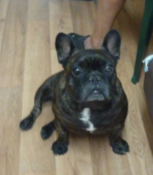 French Bulldog.