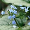 Award Winning Plants for the 2012 Growing Season
