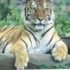 Tiger at Toronto zoo.