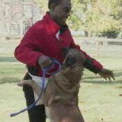 Dog Training - Teaching Your Dog to Stop Jumping Up