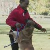 Dog Training - Teaching Your Dog to Stop Jumping Up