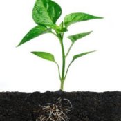 Basic Botany for Gardeners