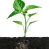 Basic Botany for Gardeners