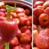 Using a straw to hull strawberries.