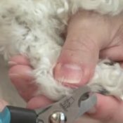 Dog Care - Trimming Nails