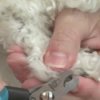 Dog Care - Trimming Nails
