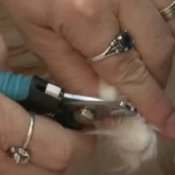 Cat Care - Trimming Toenails