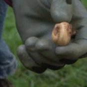 Winterizing Garden - Planting Fall Bulbs