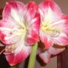 A flowering red amaryllis.