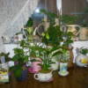 Recycled ceramic planters from coffee cups and other dishes.