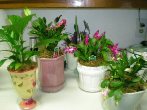 Planters can be made out of many recycled items.y