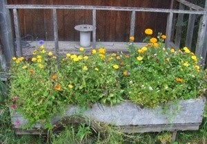 Flower Box full of blooms