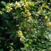 Agrimony Plant