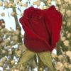 How to Buy Roses for Valentine's Day