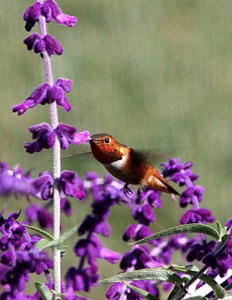 A Rufous hummingbird feeding on purple Mexican Sage.