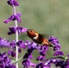 A Rufous hummingbird feeding on purple Mexican Sage.