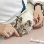 Cat Care - Giving Solid Medication, Veterinarian Giving Pill to Cat